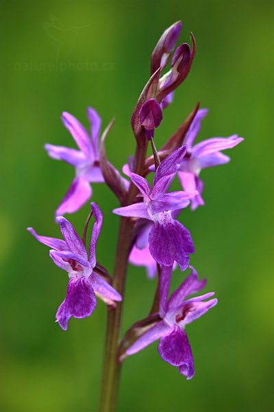 Prstnatec Traunsteinerův (Dactylorhiza traunsteineri), Prstnatec Traunsteinerův (Dactylorhiza traunsteineri) Narrow-Leaved Marsh-Orchid, Autor: Ondřej Prosický | NaturePhoto.cz, Model: Canon EOS 5D Mark II, Objektiv: Canon EF 100mm f/2.8 Macro USM, Ohnisková vzdálenost (EQ35mm): 100 mm, stativ Gitzo, Clona: 5.6, Doba expozice: 1/20 s, ISO: 200, Kompenzace expozice: 0, Blesk: Ano, Vytvořeno: 3. července 2010 19:29:24, Prachaticko (Šumava)