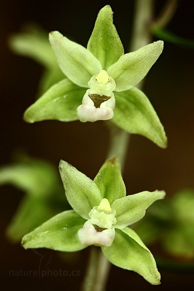 Kruštík modrofialový (Epipactis purpurata), Kruštík modrofialový (Epipactis purpurata) Violet Helleborine, Autor: Ondřej Prosický | NaturePhoto.cz, Model: Canon EOS 5D Mark II, Objektiv: Canon EF 100mm f/2.8 Macro USM, Ohnisková vzdálenost (EQ35mm): 100 mm, stativ Gitzo, Clona: 3.5, Doba expozice: 1/13 s, ISO: 800, Kompenzace expozice: -1/3, Blesk: Ne, Vytvořeno: 8. srpna 2010 11:42:44, Milešov, České Středohoří (Česko)