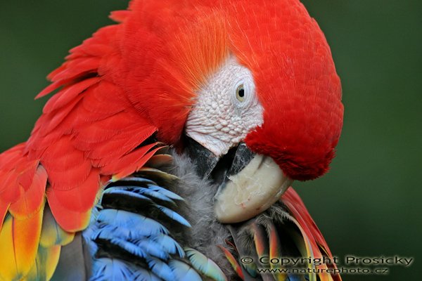 Ara arakanga, Scarlet Macaw (Ara macao), Autor: Ondřej Prosický, Model aparátu: Canon EOS 300D DIGITAL, Objektiv: Canon EF 400mm f/5.6 L USM, Ohnisková vzdálenost: 400.00 mm, monopod 681B + 234RC, Clona: 5.60, Doba expozice: 1/160 s, ISO: 400, Vyvážení expozice: 0.00, Blesk: Ne, Vytvořeno: 10. prosince 2004 22:59:19, NP Corcovado (Kostarika) 