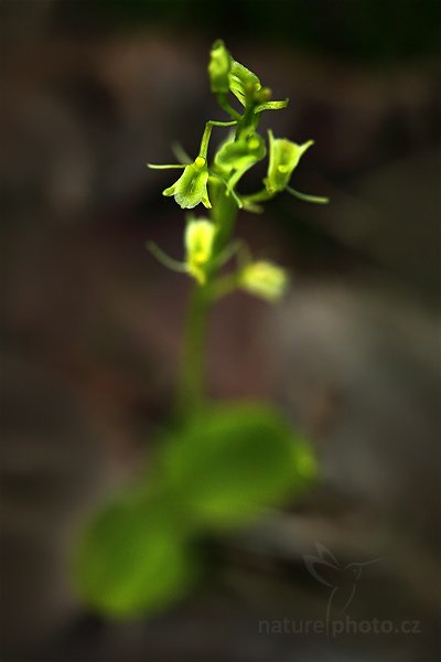 Hlízovec Loeselův (Liparis loeselii), Hlízovec Loeselův (Liparis loeselii) Yellow Widelip Orchid, Autor: Ondřej Prosický | NaturePhoto.cz, Model: Canon EOS 5D Mark II, Objektiv: Canon EF 100mm f/2.8 Macro USM, Ohnisková vzdálenost (EQ35mm): 100 mm, stativ Gitzo, Clona: 4.5, Doba expozice: 1/125 s, ISO: 1250, Kompenzace expozice: -1, Blesk: Ne, Vytvořeno: 12. června 2010 19:13:41, Bílé Karpaty (Česko)