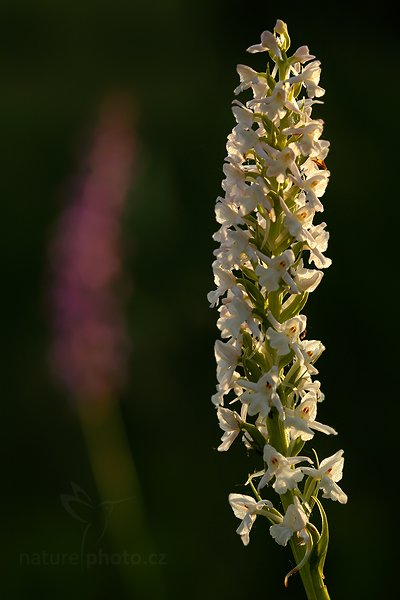 Pětiprstka hustokvětá (Gymnadenia densiflora), Pětiprstka hustokvětá (Gymnadenia densiflora) Marsh frog orchid, Autor: Ondřej Prosický | NaturePhoto.cz, Model: Canon EOS 5D Mark II, Objektiv: Canon EF 100mm f/2.8 Macro USM, Ohnisková vzdálenost (EQ35mm): 100 mm, stativ Gitzo, Clona: 6.3, Doba expozice: 1/160 s, ISO: 400, Kompenzace expozice: -2/3, Blesk: Ne, Vytvořeno: 12. června 2010 5:56:22, Bílé Karpaty (Česko) 