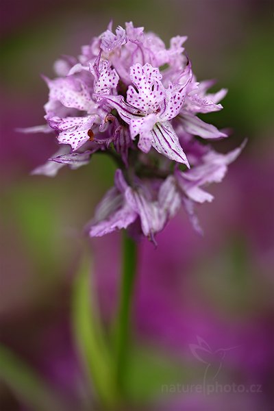 Vstavač trojzubý (Orchis tridentata), Vstavač trojzubý pravý (Orchis tridentata ssp. tridentata) Toothed Orchid - Three-toothed Orchid, Autor: Ondřej Prosický | NaturePhoto.cz, Model: Canon EOS 5D Mark II, Objektiv: Canon EF 100mm f/2.8 Macro USM, Ohnisková vzdálenost (EQ35mm): 100 mm, stativ Gitzo, Clona: 3.5, Doba expozice: 1/40 s, ISO: 100, Kompenzace expozice: -1/3, Blesk: Ne, Vytvořeno: 30. května 2010 6:57:08, Kroměříž (Česko)