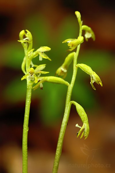 Korálice trojklaná (Corallorhiza trifida), Korálice trojklaná (Corallorhiza trifida) Coralroot Orchid, Autor: Ondřej Prosický | NaturePhoto.cz, Model: Canon EOS 5D Mark II, Objektiv: Canon EF 100mm f/2.8 Macro USM, Ohnisková vzdálenost (EQ35mm): 100 mm, stativ Gitzo, Clona: 7.1, Doba expozice: 2.5 s, ISO: 100, Kompenzace expozice: -2/3, Blesk: Ne, Vytvořeno: 23. května 2010 10:07:48, Liberecko (Česko)