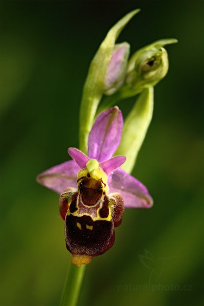 Tořič čmelákovitý Holubyův (Ophrys holoserica holubyana), Tořič čmelákovitý Holubyův (Ophrys holoserica holubyana) Late Spider Orchid, Autor: Ondřej Prosický | NaturePhoto.cz, Model: Canon EOS 5D Mark II, Objektiv: Canon EF 100mm f/2.8 Macro USM, Ohnisková vzdálenost (EQ35mm): 100 mm, stativ Gitzo, Clona: 6.3, Doba expozice: 1/250 s, ISO: 400, Kompenzace expozice: -1 1/3, Blesk: Ne, Vytvořeno: 29. května 2010 16:05:40, Bílé Karpaty (Česko)