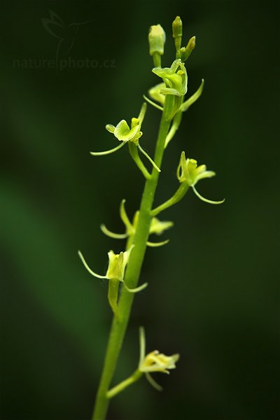 Hlízovec Loeselův (Liparis loeselii), Hlízovec Loeselův (Liparis loeselii) Yellow Widelip Orchid, Autor: Ondřej Prosický | NaturePhoto.cz, Model: Canon EOS 5D Mark II, Objektiv: Canon EF 100mm f/2.8 Macro USM, Ohnisková vzdálenost (EQ35mm): 100 mm, stativ Gitzo, Clona: 6.3, Doba expozice: 1/6 s, ISO: 200, Kompenzace expozice: -1, Blesk: Ne, Vytvořeno: 12. června 2010 19:25:49, Bílé Karpaty (Česko)