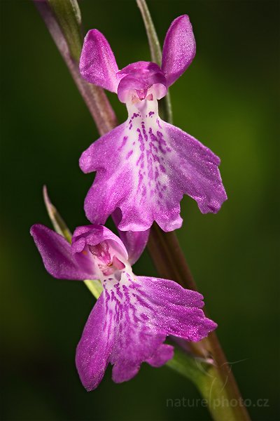 Vstavač bahenní (Orchis palustris), Vstavač řídkokvětý bahenní (Orchis laxiflora ssp. palustris) Lax-flowered Orchid, Autor: Ondřej Prosický | NaturePhoto.cz, Model: Canon EOS 5D Mark II, Objektiv: Canon EF 100mm f/2.8 Macro USM, Ohnisková vzdálenost (EQ35mm): 100 mm, stativ Gitzo, Clona: 10, Doba expozice: 1/100 s, ISO: 400, Kompenzace expozice: -2/3, Blesk: Ne, Vytvořeno: 6. června 2010 18:21:59, Pardubicko (Česko)