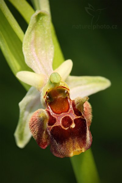 Tořič čmelákovitý Holubyův (Ophrys holoserica holubyana), Tořič čmelákovitý Holubyův (Ophrys holoserica holubyana) Late Spider Orchid, Autor: Ondřej Prosický | NaturePhoto.cz, Model: Canon EOS 5D Mark II, Objektiv: Canon EF 100mm f/2.8 Macro USM, Ohnisková vzdálenost (EQ35mm): 100 mm, stativ Gitzo, Clona: 11, Doba expozice: 1/80 s, ISO: 800, Kompenzace expozice: -2/3, Blesk: Ne, Vytvořeno: 29. května 2010 15:45:06, Bílé Karpaty (Česko)