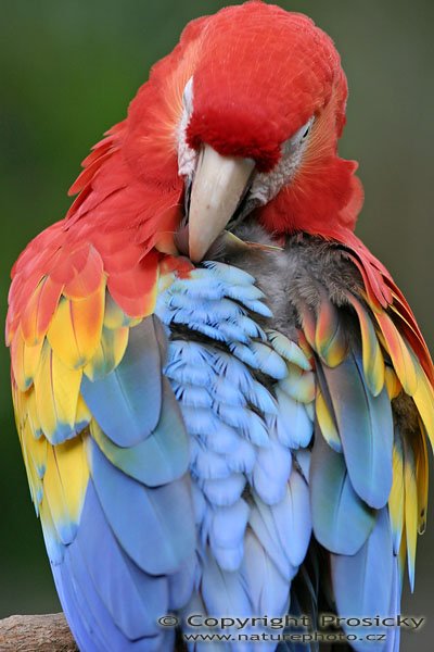 Ara arakanga, Scarlet Macaw (Ara macao), Autor: Ondřej Prosický, Model aparátu: Canon EOS 300D DIGITAL, Objektiv: Canon EF 400mm f/5.6 L USM, Ohnisková vzdálenost: 400.00 mm, monopod 681B + 234RC, Clona: 5.60, Doba expozice: 1/100 s, ISO: 400, Vyvážení expozice: 0.00, Blesk: Ne, Vytvořeno: 10. prosince 2004, NP Corcovado (Kostarika)