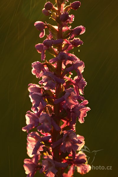 Pětiprstka hustokvětá (Gymnadenia densiflora), Pětiprstka hustokvětá (Gymnadenia densiflora) Marsh frog orchid, Autor: Ondřej Prosický | NaturePhoto.cz, Model: Canon EOS 5D Mark II, Objektiv: Canon EF 100mm f/2.8 Macro USM, Ohnisková vzdálenost (EQ35mm): 100 mm, stativ Gitzo, Clona: 8.0, Doba expozice: 1/40 s, ISO: 400, Kompenzace expozice: -2/3, Blesk: Ne, Vytvořeno: 12. června 2010 5:39:42, Bílé Karpaty (Česko) 