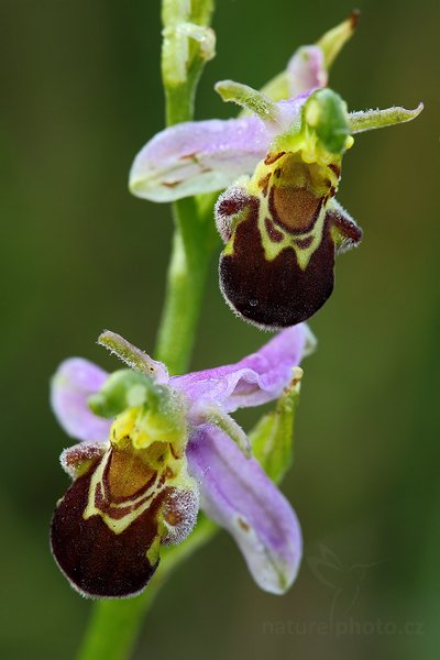 Tořič včelonosný (Ophrys apifera), Tořič včelonosný (Ophrys apifera) Bee Orchid, Autor: Ondřej Prosický | NaturePhoto.cz, Model: Canon EOS 5D Mark II, Objektiv: Canon EF 100mm f/2.8 Macro USM, Ohnisková vzdálenost (EQ35mm): 100 mm, stativ Gitzo, Clona: 8.0, Doba expozice: 0.5 s, ISO: 100, Kompenzace expozice: -1, Blesk: Ne, Vytvořeno: 26. června 2010 5:48:48, Bílé Karpaty (Česko)