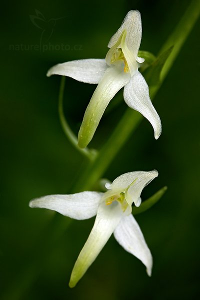 Vemeník dvoulistý (Platanthera bifolia), Vemeník dvoulistý (Platanthera bifolia) Lesser Butterfly-orchid, Autor: Ondřej Prosický | NaturePhoto.cz, Model: Canon EOS 5D Mark II, Objektiv: Canon EF 100mm f/2.8 Macro USM, Ohnisková vzdálenost (EQ35mm): 100 mm, stativ Gitzo, Clona: 8.0, Doba expozice: 1/80 s, ISO: 400, Kompenzace expozice: -1/3, Blesk: Ne, Vytvořeno: 26. června 2010 10:19:38, Vsetínsko (Česko)