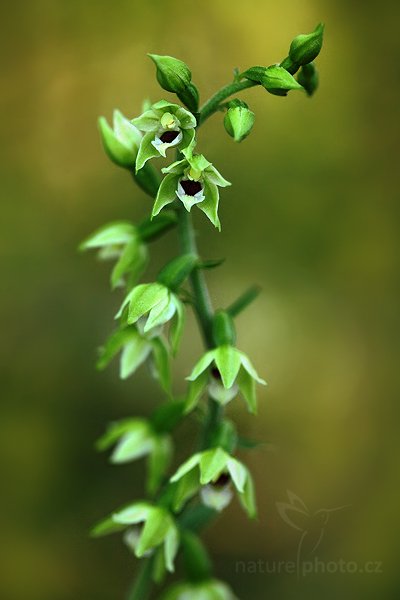 Kruštík růžkatý (Epipactis muelleri), Kruštík růžkatý (Epipactis muelleri) Mueller&#039;s Helleborine, Autor: Ondřej Prosický | NaturePhoto.cz, Model: Canon EOS 5D Mark II, Objektiv: Canon EF 100mm f/2.8 Macro USM, Ohnisková vzdálenost (EQ35mm): 100 mm, stativ Gitzo, Clona: 3.5, Doba expozice: 1/60 s, ISO: 800, Kompenzace expozice: -1 1/3, Blesk: Ne, Vytvořeno: 11. července 2010 18:38:04, Kladensko (Česko) 