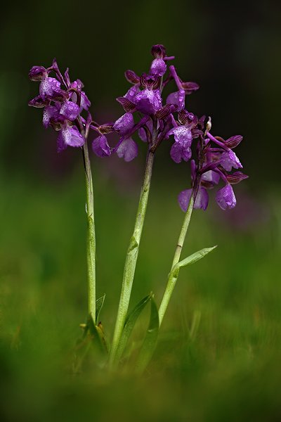 Vstavač kukačka (Orchis morio), Vstavač kukačka (Orchis morio morio) Green-veined Orchid, Autor: Ondřej Prosický | NaturePhoto.cz, Model: Canon EOS 5D Mark II, Objektiv: Canon EF 100mm f/2.8 Macro USM, Ohnisková vzdálenost (EQ35mm): 100 mm, stativ Gitzo, Clona: 3.2, Doba expozice: 1/160 s, ISO: 400, Kompenzace expozice: -1, Blesk: Ne, Vytvořeno: 15. května 2010 9:45:44, Šumava (Česko)