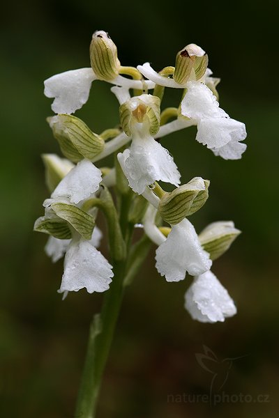 Vstavač kukačka (Orchis morio), Vstavač kukačka (Orchis morio morio) Green-veined Orchid, bílá forma,  Autor: Ondřej Prosický | NaturePhoto.cz, Model: Canon EOS 5D Mark II, Objektiv: Canon EF 100mm f/2.8 Macro USM, Ohnisková vzdálenost (EQ35mm): 100 mm, stativ Gitzo, Clona: 7.1, Doba expozice: 1/100 s, ISO: 800, Kompenzace expozice: -1, Blesk: Ne, Vytvořeno: 15. května 2010 9:29:05, Šumava (Česko)