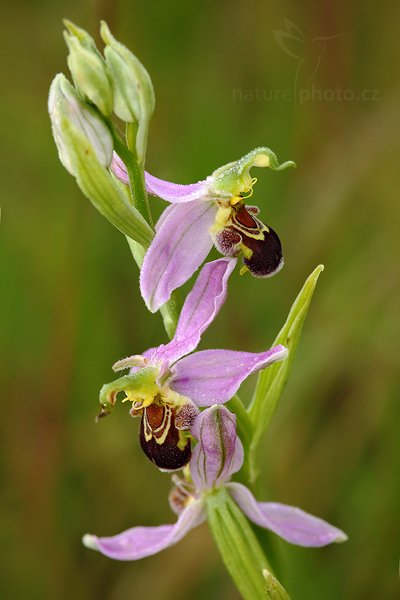 Tořič včelonosný (Ophrys apifera), Tořič včelonosný (Ophrys apifera) Bee Orchid, Autor: Ondřej Prosický | NaturePhoto.cz, Model: Canon EOS 5D Mark II, Objektiv: Canon EF 100mm f/2.8 Macro USM, Ohnisková vzdálenost (EQ35mm): 100 mm, stativ Gitzo, Clona: 9.0, Doba expozice: 1/25 s, ISO: 400, Kompenzace expozice: -1/3, Blesk: Ano, Vytvořeno: 26. června 2010 6:36:44 