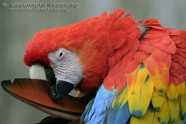 Ara arakanga, Scarlet Macaw (Ara macao), Autor: Ondřej Prosický, Model aparátu: Canon EOS 300D DIGITAL, Objektiv: Canon EF 400mm f/5.6 L USM, Ohnisková vzdálenost: 400.00 mm, monopod 681B + 234RC, Clona: 5.60, Doba expozice: 1/160 s, ISO: 400, Vyvážení expozice: 0.00, Blesk: Ne, Vytvořeno: 10. prosince 2004, NP Corcovado (Kostarika) 