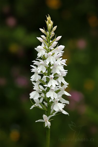 Prstnatec plamatý sedmihradský (Dactylorhiza maculata transsilvanica), Prstnatec plamatý sedmihradský (Dactylorhiza maculata transsilvanica) Spotted Orchid, Autor: Ondřej Prosický | NaturePhoto.cz, Model: Canon EOS 5D Mark II, Objektiv: Canon EF 100mm f/2.8 Macro USM, Ohnisková vzdálenost (EQ35mm): 100 mm, stativ Gitzo, Clona: 6.3, Doba expozice: 1/200 s, ISO: 800, Kompenzace expozice: -1/3, Blesk: Ne, Vytvořeno: 26. června 2010 17:27:14, Vsetínsko (Česko) 