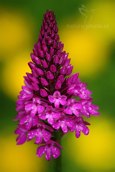 Ruhohlávek jehlancovitý (Anacamptis pyramidalis), Rudohlávek jehlancovitý (Anacamptis pyramidalis) Pyramidal Orchid, Autor: Ondřej Prosický | NaturePhoto.cz, Model: Canon EOS 5D Mark II, Objektiv: Canon EF 100mm f/2.8 Macro USM, Ohnisková vzdálenost (EQ35mm): 100 mm, stativ Gitzo, Clona: 4.5, Doba expozice: 1/125 s, ISO: 200, Kompenzace expozice: -2/3, Blesk: Ano, Vytvořeno: 13. června 2010 10:01:46, Bílé Karpaty (Česko)