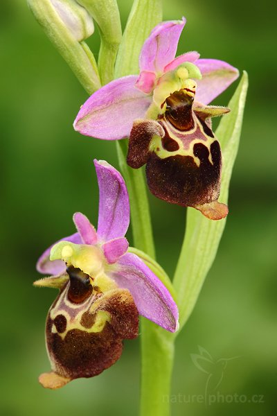 Tořič čmelákovitý Holubyův (Ophrys holoserica holubyana), Tořič čmelákovitý Holubyův (Ophrys holoserica holubyana) Late Spider Orchid, Autor: Ondřej Prosický | NaturePhoto.cz, Model: Canon EOS 5D Mark II, Objektiv: Canon EF 100mm f/2.8 Macro USM, Ohnisková vzdálenost (EQ35mm): 100 mm, stativ Gitzo, Clona: 13, Doba expozice: 1/13 s, ISO: 800, Kompenzace expozice: -1/3, Blesk: Ne, Vytvořeno: 29. května 2010 15:24:00, Bílé Karpaty (Česko)