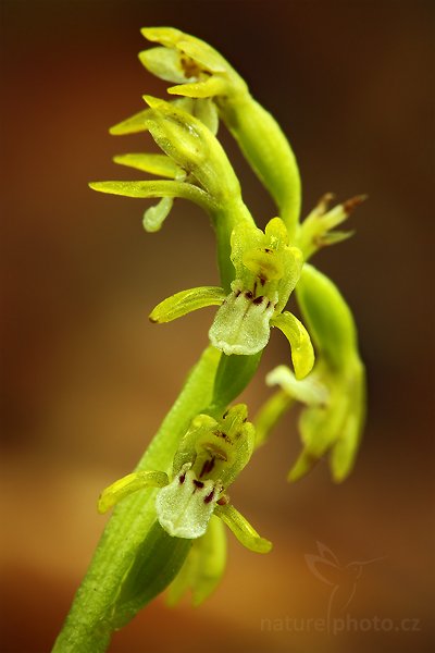 Korálice trojklaná (Corallorhiza trifida), Korálice trojklaná (Corallorhiza trifida) Coralroot Orchid, Autor: Ondřej Prosický | NaturePhoto.cz, Model: Canon EOS 5D Mark II, Objektiv: Canon EF 100mm f/2.8 Macro USM, Ohnisková vzdálenost (EQ35mm): 100 mm, stativ Gitzo, Clona: 13, Doba expozice: 10.0 s, ISO: 100, Kompenzace expozice: 0, Blesk: Ne, Vytvořeno: 23. května 2010 10:37:02, Liberecko (Česko) 