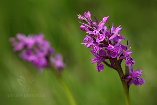 Prstnatec český (Dactylorhiza bohemica), Prstnatec český (Dactylorhiza bohemica) Czech Orchid, Autor: Ondřej Prosický | NaturePhoto.cz, Model: Canon EOS 5D Mark II, Objektiv: Canon EF 100mm f/2.8 Macro USM, Ohnisková vzdálenost (EQ35mm): 100 mm, stativ Gitzo, Clona: 5.6, Doba expozice: 1/80 s, ISO: 400, Kompenzace expozice: -2/3, Blesk: Ne, Vytvořeno: 23. června 2010 17:43:01, Českolipsko (Česko)