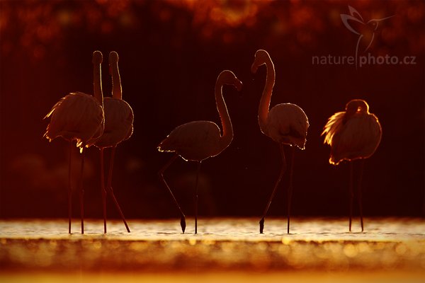 Plameňák růžový (Phoenicopterus ruber), Plameňák růžový (Phoenicopterus ruber), Greater Flamingo, Autor: Ondřej Prosický | NaturePhoto.cz, Model: Canon EOS 5D Mark II, Objektiv: Canon EF 500mm f/4 L IS USM, Ohnisková vzdálenost (EQ35mm): 700 mm, stativ Gitzo, Clona: 6.3, Doba expozice: 1/500 s, ISO: 200, Kompenzace expozice: -1/3, Blesk: Ne, Vytvořeno: 1. dubna 2010 18:47:33, Réserve Nationale Camargue (Francie)