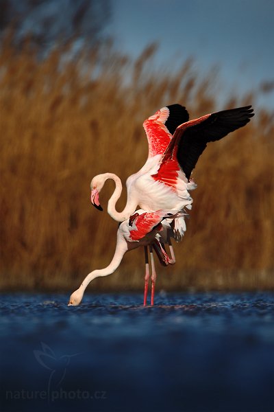 Plameňák růžový (Phoenicopterus ruber), Plameňák růžový (Phoenicopterus ruber), Greater Flamingo, Autor: Ondřej Prosický | NaturePhoto.cz, Model: Canon EOS 5D Mark II, Objektiv: Canon EF 500mm f/4 L IS USM, Ohnisková vzdálenost (EQ35mm): 700 mm, stativ Gitzo, Clona: 7.1, Doba expozice: 1/1000 s, ISO: 100, Kompenzace expozice: -2/3, Blesk: Ne, Vytvořeno: 1. dubna 2010 15:53:25, Réserve Nationale Camargue (Francie) 