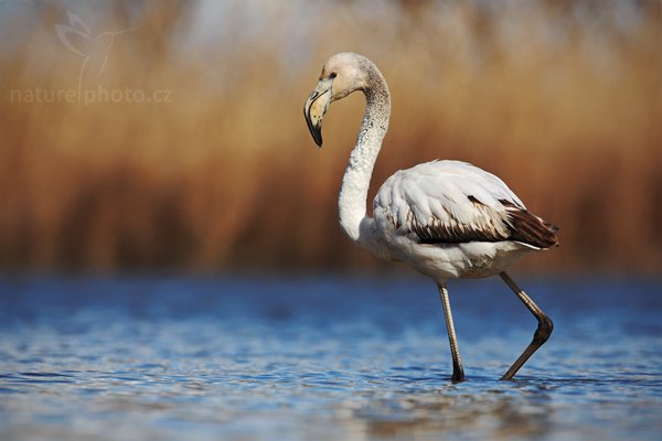 Plameňák růžový (Phoenicopterus ruber), Plameňák růžový (Phoenicopterus ruber), Greater Flamingo, Autor: Ondřej Prosický | NaturePhoto.cz, Model: Canon EOS 5D Mark II, Objektiv: Canon EF 500mm f/4 L IS USM, Ohnisková vzdálenost (EQ35mm): 500 mm, stativ Gitzo, Clona: 8.0, Doba expozice: 1/640 s, ISO: 100, Kompenzace expozice: -2/3, Blesk: Ne, Vytvořeno: 1. dubna 2010 15:40:20, Réserve Nationale Camargue (Francie) 