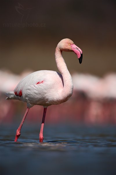 Plameňák růžový (Phoenicopterus ruber), Plameňák růžový (Phoenicopterus ruber), Greater Flamingo, Autor: Ondřej Prosický | NaturePhoto.cz, Model: Canon EOS 5D Mark II, Objektiv: Canon EF 500mm f/4 L IS USM, Ohnisková vzdálenost (EQ35mm): 700 mm, stativ Gitzo, Clona: 6.3, Doba expozice: 1/800 s, ISO: 100, Kompenzace expozice: -2/3, Blesk: Ne, Vytvořeno: 31. března 2010 12:44:50, Réserve Nationale Camargue (Francie) 
