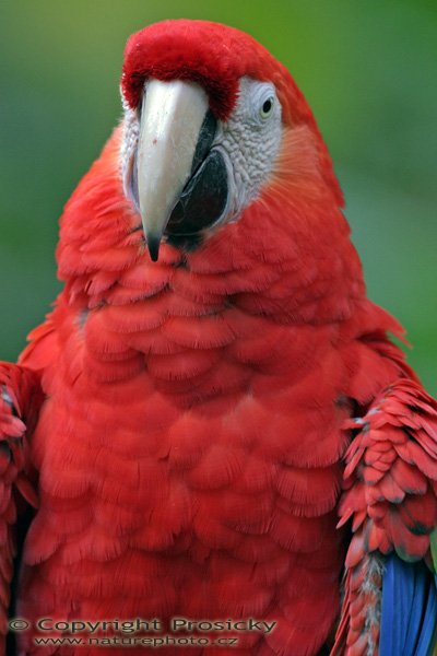 Ara arakanga, Scarlet Macaw (Ara macao), Autor: Ondřej Prosický, Model aparátu: Canon EOS 300D DIGITAL, Objektiv: Canon EF 400mm f/5.6 L USM, Ohnisková vzdálenost: 400.00 mm, monopod 681B + 234RC, Clona: 5.60, Doba expozice: 1/100 s, ISO: 400, Vyvážení expozice: 0.00, Blesk: Ne, Vytvořeno: 10. prosince 2004, NP corcovado (Kostarika)