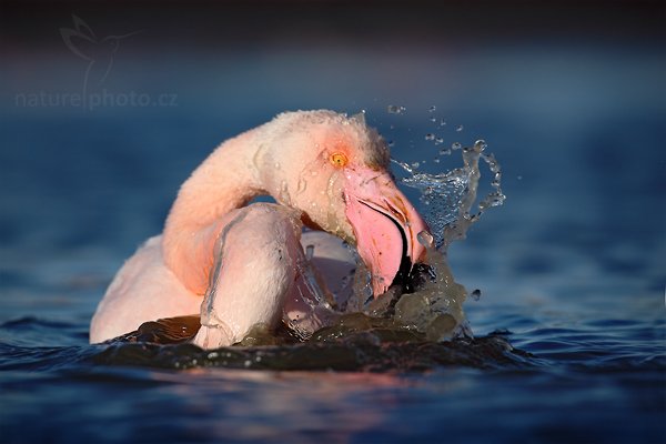 Plameňák růžový (Phoenicopterus ruber), Plameňák růžový (Phoenicopterus ruber), Greater Flamingo, Autor: Ondřej Prosický | NaturePhoto.cz, Model: Canon EOS 5D Mark II, Objektiv: Canon EF 500mm f/4 L IS USM, Ohnisková vzdálenost (EQ35mm): 500 mm, stativ Gitzo, Clona: 7.1, Doba expozice: 1/1000 s, ISO: 100, Kompenzace expozice: -1, Blesk: Ne, Vytvořeno: 31. března 2010 17:27:54, Réserve Nationale Camargue (Francie)