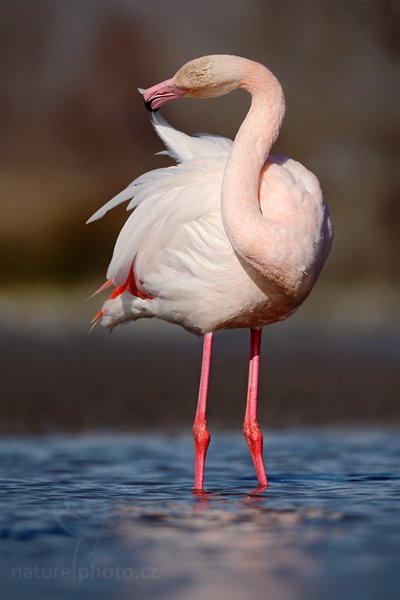 Plameňák růžový (Phoenicopterus ruber), Plameňák růžový (Phoenicopterus ruber), Greater Flamingo, Autor: Ondřej Prosický | NaturePhoto.cz, Model: Canon EOS 5D Mark II, Objektiv: Canon EF 500mm f/4 L IS USM, Ohnisková vzdálenost (EQ35mm): 500 mm, stativ Gitzo, Clona: 7.1, Doba expozice: 1/2500 s, ISO: 200, Kompenzace expozice: -1, Blesk: Ne, Vytvořeno: 31. března 2010 16:04:59, Réserve Nationale Camargue (Francie)