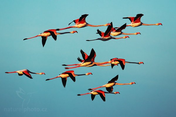 Plameňák růžový (Phoenicopterus ruber), Plameňák růžový (Phoenicopterus ruber), Greater Flamingo, Autor: Ondřej Prosický | NaturePhoto.cz, Model: Canon EOS 5D Mark II, Objektiv: Canon EF 500mm f/4 L IS USM, Ohnisková vzdálenost (EQ35mm): 700 mm, stativ Gitzo, Clona: 7.1, Doba expozice: 1/1600 s, ISO: 400, Kompenzace expozice: -1/3, Blesk: Ne, Vytvořeno: 1. dubna 2010 6:51:43, Réserve Nationale Camargue (Francie) 