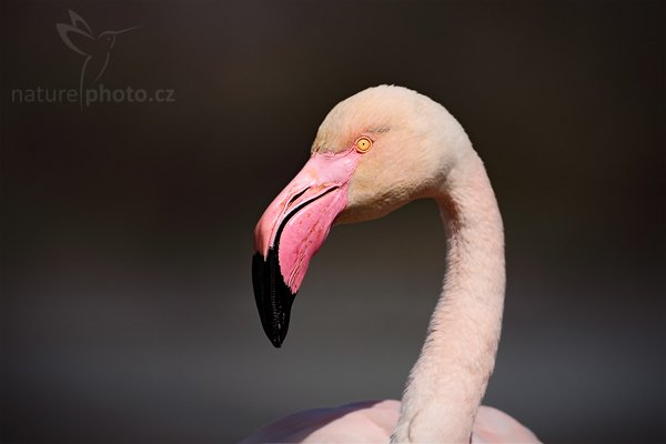 Plameňák růžový (Phoenicopterus ruber), Plameňák růžový (Phoenicopterus ruber), Greater Flamingo, Autor: Ondřej Prosický | NaturePhoto.cz, Model: Canon EOS 5D Mark II, Objektiv: Canon EF 500mm f/4 L IS USM, Ohnisková vzdálenost (EQ35mm): 500 mm, stativ Gitzo, Clona: 6.3, Doba expozice: 1/1000 s, ISO: 200, Kompenzace expozice: -1, Blesk: Ne, Vytvořeno: 31. března 2010 14:16:43, Réserve Nationale Camargue (Francie) 