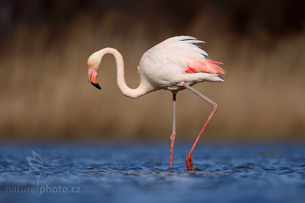 Plameňák růžový (Phoenicopterus ruber), Plameňák růžový (Phoenicopterus ruber), Greater Flamingo, Autor: Ondřej Prosický | NaturePhoto.cz, Model: Canon EOS 5D Mark II, Objektiv: Canon EF 500mm f/4 L IS USM, Ohnisková vzdálenost (EQ35mm): 700 mm, stativ Gitzo, Clona: 7.1, Doba expozice: 1/800 s, ISO: 100, Kompenzace expozice: -2/3, Blesk: Ne, Vytvořeno: 1. dubna 2010 15:39:08, Réserve Nationale Camargue (Francie)