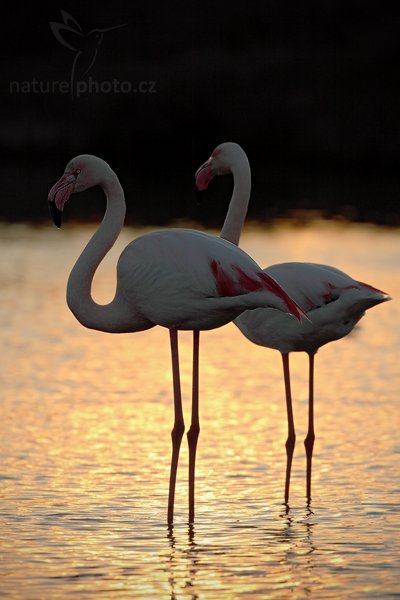 Plameňák růžový (Phoenicopterus ruber), Plameňák růžový (Phoenicopterus ruber), Greater Flamingo, Autor: Ondřej Prosický | NaturePhoto.cz, Model: Canon EOS 5D Mark II, Objektiv: Canon EF 500mm f/4 L IS USM, Ohnisková vzdálenost (EQ35mm): 500 mm, stativ Gitzo, Clona: 7.1, Doba expozice: 1/1000 s, ISO: 250, Kompenzace expozice: -1 2/3, Blesk: Ne, Vytvořeno: 31. března 2010 18:46:11, Réserve Nationale Camargue (Francie) 