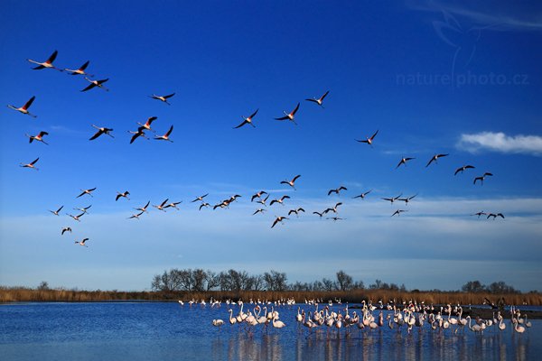 Plameňák růžový (Phoenicopterus ruber), Plameňák růžový (Phoenicopterus ruber), Greater Flamingo, Autor: Ondřej Prosický | NaturePhoto.cz, Model: Canon EOS-1D Mark III, Objektiv: Canon EF 500mm f/4 L IS USM, Ohnisková vzdálenost (EQ35mm): 52 mm, stativ Gitzo, Clona: 10, Doba expozice: 1/250 s, ISO: 400, Kompenzace expozice: -1/3, Blesk: Ne, Vytvořeno: 1. dubna 2010 19:14:01, Réserve Nationale Camargue (Francie) 