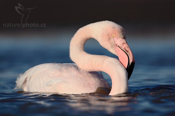 Plameňák růžový (Phoenicopterus ruber), Plameňák růžový (Phoenicopterus ruber), Greater Flamingo, Autor: Ondřej Prosický | NaturePhoto.cz, Model: Canon EOS 5D Mark II, Objektiv: Canon EF 500mm f/4 L IS USM, Ohnisková vzdálenost (EQ35mm): 500 mm, stativ Gitzo, Clona: 7.1, Doba expozice: 1/1000 s, ISO: 100, Kompenzace expozice: -1, Blesk: Ne, Vytvořeno: 31. března 2010 17:28:20, Réserve Nationale Camargue (Francie) 