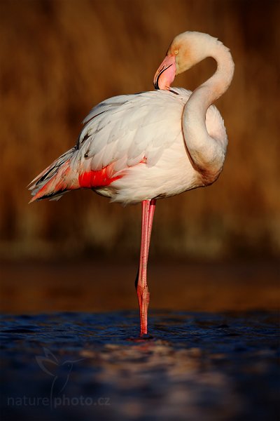 Plameňák růžový (Phoenicopterus ruber), Plameňák růžový (Phoenicopterus ruber), Greater Flamingo, Autor: Ondřej Prosický | NaturePhoto.cz, Model: Canon EOS 5D Mark II, Objektiv: Canon EF 500mm f/4 L IS USM, Ohnisková vzdálenost (EQ35mm): 500 mm, stativ Gitzo, Clona: 7.1, Doba expozice: 1/800 s, ISO: 100, Kompenzace expozice: -1, Blesk: Ne, Vytvořeno: 31. března 2010 18:00:46, Réserve Nationale Camargue (Francie)
