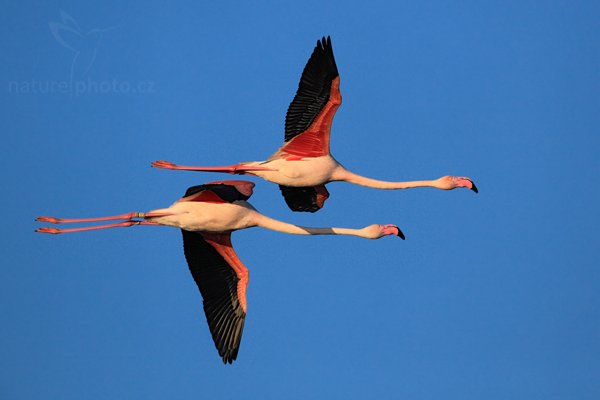 Plameňák růžový (Phoenicopterus ruber), Plameňák růžový (Phoenicopterus ruber), Greater Flamingo, Autor: Ondřej Prosický | NaturePhoto.cz, Model: Canon EOS 5D Mark II, Objektiv: Canon EF 500mm f/4 L IS USM, Ohnisková vzdálenost (EQ35mm): 700 mm, stativ Gitzo, Clona: 7.1, Doba expozice: 1/2000 s, ISO: 400, Kompenzace expozice: -1/3, Blesk: Ne, Vytvořeno: 1. dubna 2010 6:52:43, Réserve Nationale Camargue (Francie)