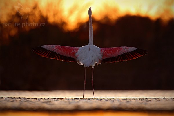 Plameňák růžový (Phoenicopterus ruber), Plameňák růžový (Phoenicopterus ruber), Greater Flamingo, Autor: Ondřej Prosický | NaturePhoto.cz, Model: Canon EOS 5D Mark II, Objektiv: Canon EF 500mm f/4 L IS USM + TC Canon 1.4x, Ohnisková vzdálenost (EQ35mm): 700 mm, stativ Gitzo, Clona: 6.3, Doba expozice: 1/125 s, ISO: 400, Kompenzace expozice: -1/3, Blesk: Ne, Vytvořeno: 1. dubna 2010 19:01:14, Réserve Nationale Camargue (Francie) 