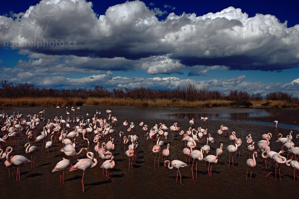 Plameňák růžový (Phoenicopterus ruber), Plameňák růžový (Phoenicopterus ruber), Greater Flamingo, Autor: Ondřej Prosický | NaturePhoto.cz, Model: Canon EOS 5D Mark II, Objektiv: Canon EF 17-40mm f/4 L USM, Ohnisková vzdálenost (EQ35mm): 34 mm, stativ Gitzo, Clona: 14, Doba expozice: 1/80 s, ISO: 100, Kompenzace expozice: -1/3, Blesk: Ne, Vytvořeno: 31. března 2010 14:57:16, Réserve Nationale Camargue (Francie) 