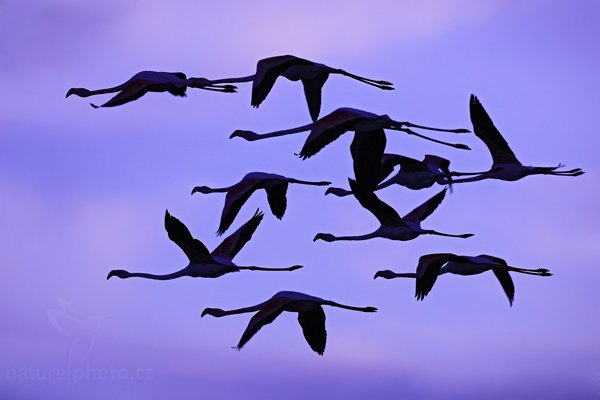 Plameňák růžový (Phoenicopterus ruber), Plameňák růžový (Phoenicopterus ruber), Greater Flamingo, Autor: Ondřej Prosický | NaturePhoto.cz, Model: Canon EOS 5D Mark II, Objektiv: Canon EF 500mm f/4 L IS USM, Ohnisková vzdálenost (EQ35mm): 500 mm, stativ Gitzo, Clona: 7.1, Doba expozice: 1/640 s, ISO: 250, Kompenzace expozice: -2/3, Blesk: Ne, Vytvořeno: 31. března 2010 18:55:27, Réserve Nationale Camargue (Francie)