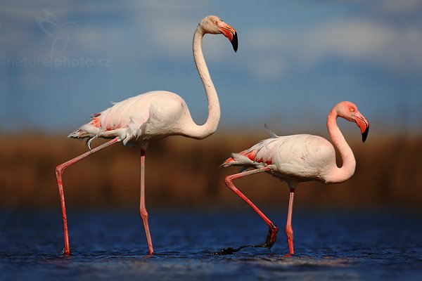 Plameňák růžový (Phoenicopterus ruber), Plameňák růžový (Phoenicopterus ruber), Greater Flamingo, Autor: Ondřej Prosický | NaturePhoto.cz, Model: Canon EOS 5D Mark II, Objektiv: Canon EF 500mm f/4 L IS USM, Ohnisková vzdálenost (EQ35mm): 500 mm, stativ Gitzo, Clona: 6.3, Doba expozice: 1/1600 s, ISO: 100, Kompenzace expozice: -2/3, Blesk: Ne, Vytvořeno: 1. dubna 2010 15:41:29, Réserve Nationale Camargue (Francie) 