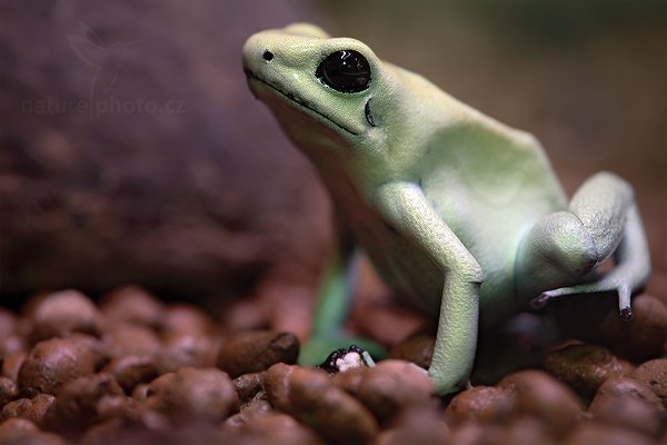 Pralesnička strašná (Phyllobates terribilis), Pralesnička strašná (Phyllobates terribilis) Golden Poison Frog, Autor: Ondřej Prosický | NaturePhoto.cz, Model: Canon EOS 5D Mark II, Objektiv: Canon EF 100mm f/2.8 Macro USM, Ohnisková vzdálenost (EQ35mm): 100 mm, stativ Gitzo, Clona: 5.0, Doba expozice: 3.2 s, ISO: 100, Kompenzace expozice: 0, Blesk: Ano, Vytvořeno: 14. srpna 2010 11:59:26, ZOO Jihlava (Česko)