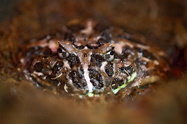 Rohatka ozdobná (Ceratophrys ornata), Rohatka ozdobná (Ceratophrys ornata) Argentine Horned Frog, Autor: Ondřej Prosický | NaturePhoto.cz, Model: Canon EOS 5D Mark II, Objektiv: Canon EF 100mm f/2.8 Macro USM, Ohnisková vzdálenost (EQ35mm): 100 mm, stativ Gitzo, Clona: 2.8, Doba expozice: 0.8 s, ISO: 100, Kompenzace expozice: -1/3, Blesk: Ano, Vytvořeno: 14. srpna 2010 12:14:37, ZOO Jihlava (Česko) 