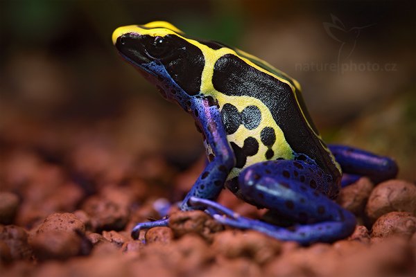 Pralesnička barvířská (Dendrobates tinctorius), Pralesnička barvířská (Dendrobates tinctorius) Dyeing Poison Frog, Autor: Ondřej Prosický | NaturePhoto.cz, Model: Canon EOS 5D Mark II, Objektiv: Canon EF 500mm f/2.8 Macro USM, Ohnisková vzdálenost (EQ35mm): 100 mm, stativ Gitzo, Clona: 6.3, Doba expozice: 6.0 s, ISO: 100, Kompenzace expozice: 0, Blesk: Ano, Vytvořeno: 14. srpna 2010 11:51:56, ZOO Jihlava (Česko) 