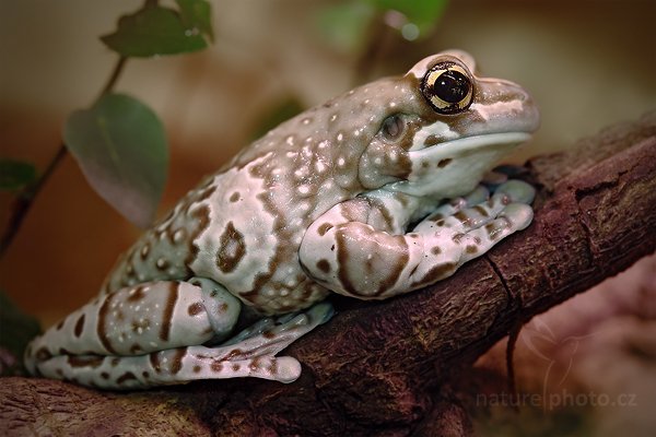 Rosnička včelí (Phrynohyas resinifictrix), Rosnička včelí (Phrynohyas resinifictrix) Amazon Milk Frog, Autor: Ondřej Prosický | NaturePhoto.cz, Model: Canon EOS 5D Mark II, Objektiv: Canon EF 100mm f/2.8 Macro USM, Ohnisková vzdálenost (EQ35mm): 100 mm, stativ Gitzo, Clona: 6.3, Doba expozice: 8.0 s, ISO: 100, Kompenzace expozice: 0, Blesk: Ano, Vytvořeno: 14. srpna 2010 11:56:03, ZOO Jihlava (Česko) 