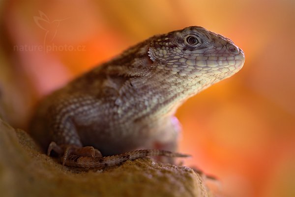 Leguánek měnivý (Leiocephalus carinatus), Leguánek měnivý (Leiocephalus carinatus) Northern Curly-tailed Lizard, Autor: Ondřej Prosický | NaturePhoto.cz, Model: Canon EOS 5D Mark II, Objektiv: Canon EF 100mm f/2.8 Macro USM, Ohnisková vzdálenost (EQ35mm): 100 mm, stativ Gitzo, Clona: 4.5, Doba expozice: 6.0 s, ISO: 100, Kompenzace expozice: -2/3, Blesk: Ne, Vytvořeno: 14. srpna 2010 13:45:38, ZOO Jihlava (Česko) 