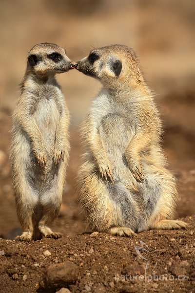 Surikata (Suricata suricatta), Surikata (Suricata suricatta), Meerkat, Autor: Ondřej Prosický | NaturePhoto.cz, Model: Canon EOS 5D Mark II, Objektiv: Canon EF 500mm f/4 L IS USM, Ohnisková vzdálenost (EQ35mm): 500 mm, stativ Gitzo, Clona: 13, Doba expozice: 1/1250 s, ISO: 500, Kompenzace expozice: -2/3, Blesk: Ano, Vytvořeno: 14. srpna 2010 10:44:23, ZOO Jihlava (Česko) 